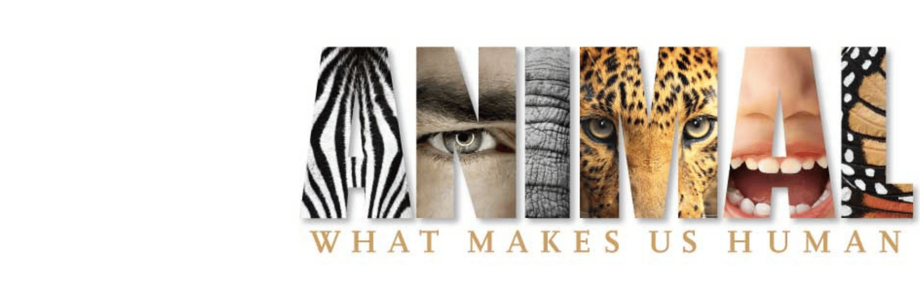 2013 | Animal