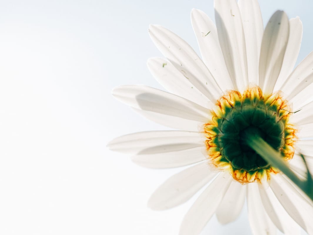 Caitlin Doughty's Guide to a Good Death