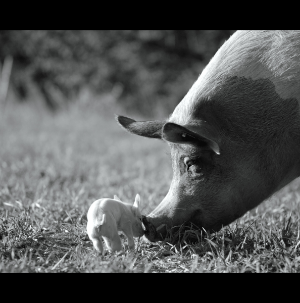 Gunda: A Conversation with the Filmmaker Victor Kossakovsky