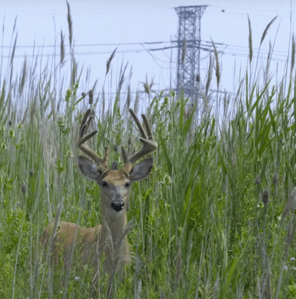 The Hills: Environmental Injustices in Chicago's Southeast Side